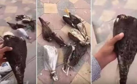 حقيقة فيديو متداول لعامل وضع صقوراً حية في الفريزر بالخطأ وتسبب في موتها حقيقة فيديو متداول لعامل وضع صقوراً حية في الفريزر بالخطأ وتسبب في موتها