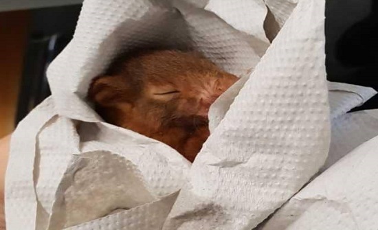 الشرطة الألمانية تعتقل "السنجاب المشاغب"