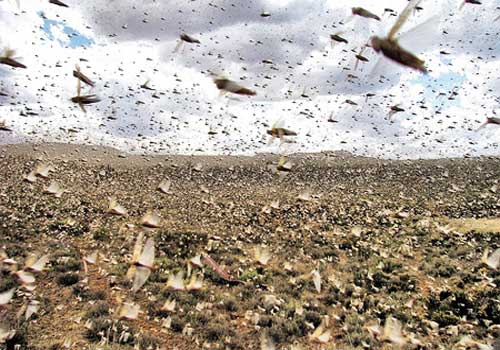 السودانيون يصلون تضرعا لدحر الجراد الصحراوى