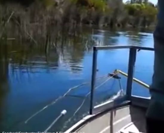 شاهد.. اصطياد أكبر سمكة ذهبية في العالم