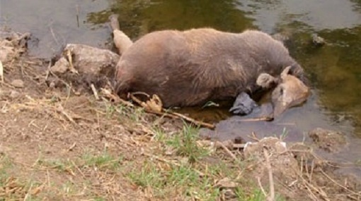 رمي الحيوانات النافقة على جنبات الطرق بمادبا مشكلة بيئية مقلقة