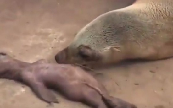 شاهد.. فقمة ثكلى تبكي على فراق صغيرها