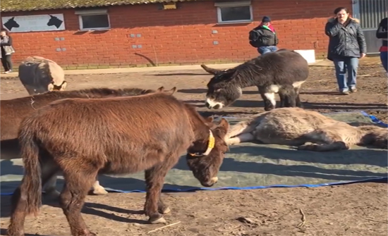 بالفيديو :حمير تنعى صديقها بالبكاء والنواح