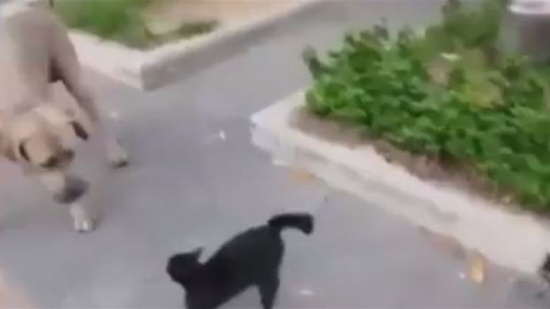 بالفيديو:شاهد أمومة هذه القطة