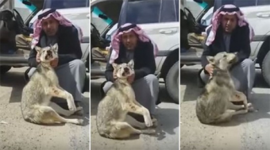 فيديو: رجل يُجهز على ذئب تسلل إلى مزرعته