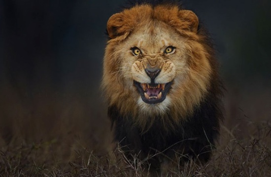 فيديو / ماذا فعل راعي البقر مع أسد غاضب يتربص به