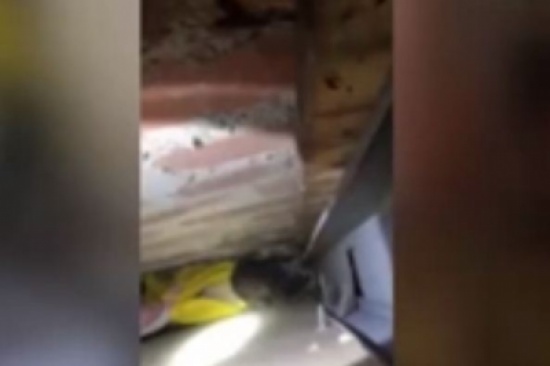 فيديو: زوجان يحطمان جدار مطبخهما لإنقاذ قطة فيديو: زوجان يحطمان جدار مطبخهما لإنقاذ قطة
