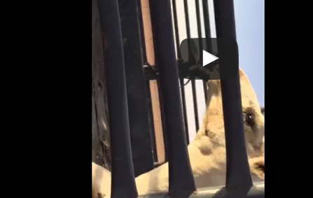 بالفيديو.. طريقة شيطانية لغش الإبل