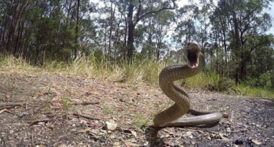 شاهد: أفعى تطارد مصوراً تلفزيونياً