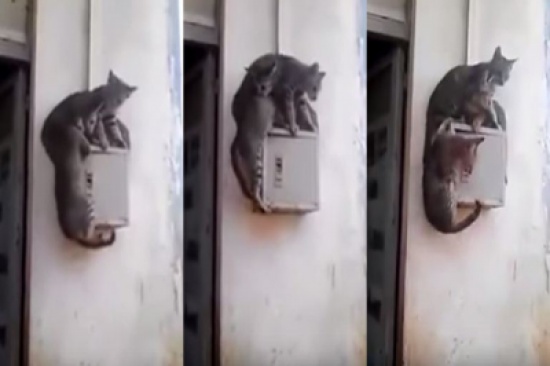 شاهد: ماذا فعل هذا القط لإنقاذ نفسه من الخطر؟