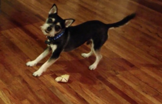 كلب لديه قصور في نظره !!