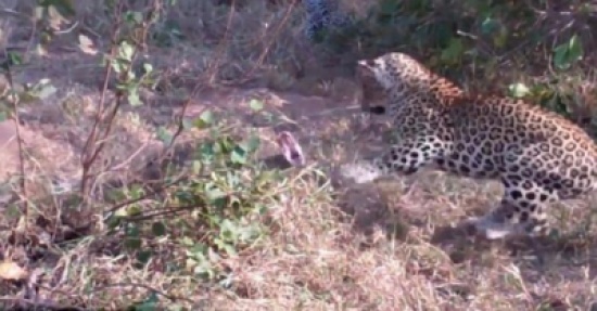 شاهد.. معركة نادرة بين فهد وثعبان ضخم