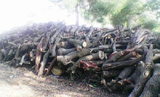 عجلون :  بيع 15 طنا من الحطب من مخلفات الحريق والتعدي