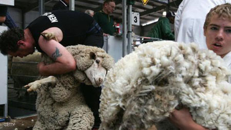 خروف "هارب" يحقق رقما قياسيا