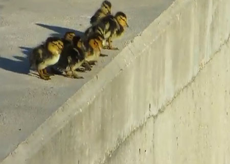 فراخ من البط الشجاعة تقفز بالماء خلف امها