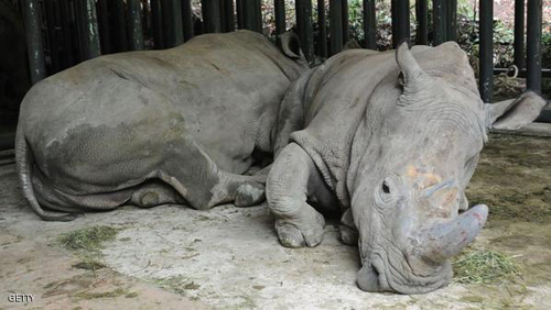 علاج أنثى وحيد القرن "نادرة" من مرض "غامض"