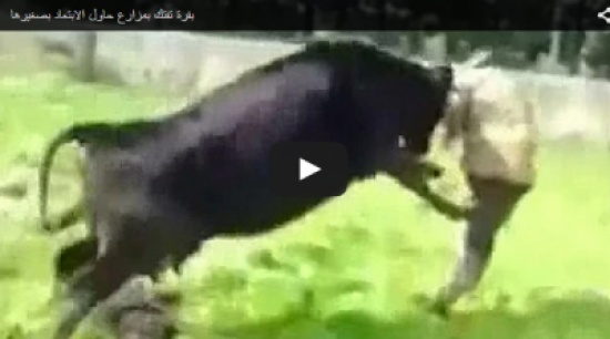 بالفيديو: بقرة تفتك بمزارع حاول الابتعاد بصغيرها بالفيديو: بقرة تفتك بمزارع حاول الابتعاد بصغيرها