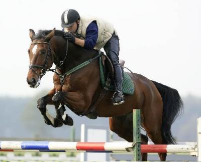 انطلاق فعاليات المهرجان الثامن للفروسية في السلط