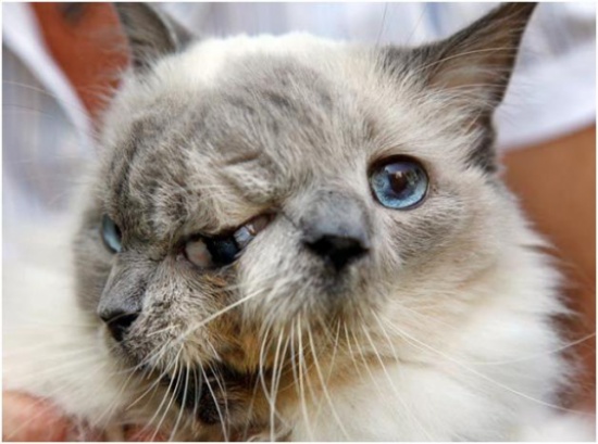 بالصور .. حيوانات حول العالم ولدت برأسين