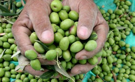 يوم حقلي في بني كنانة عن قطف الزيتون آلياً