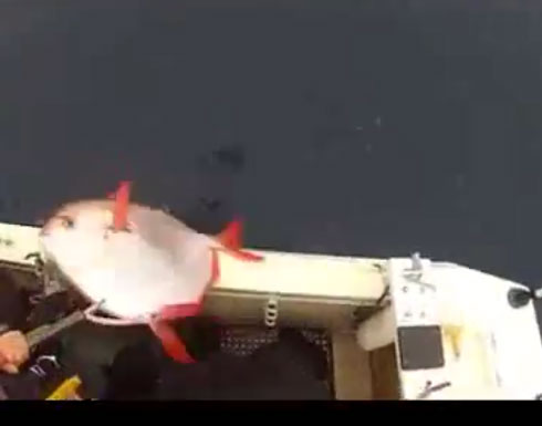 صيادون محظوظون يصطادون 3 أسماك (اباه) دفعة واحدة