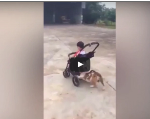 شاهد.. كلب يدفع عربة طفل أثناء خروجهما للتنزه