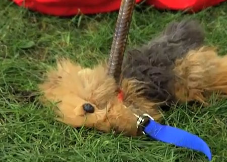 الكلب المسكين