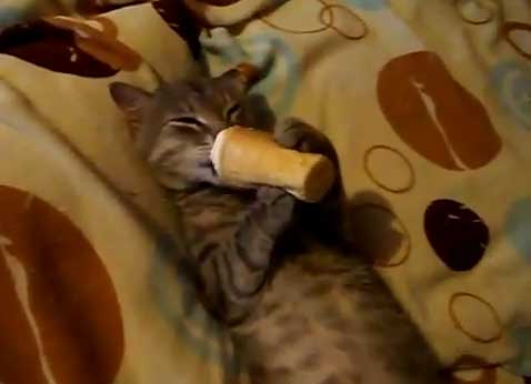 قطط مدلل يأكل البوظة !