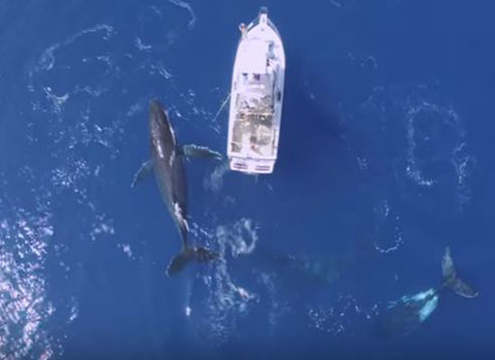 بالفيديو: حيتان تحوم حول قارب في مشهد خاطف للأنفاس