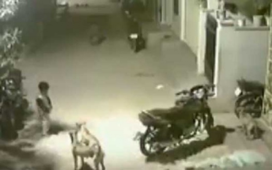 شاهد: كيف واجه هذا الطفل الشجاع مجموعة من الكلاب الضالة