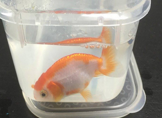 أسترالية تنفق 500 دولار لإنقاذ سمكة قيمتها 12 دولارا