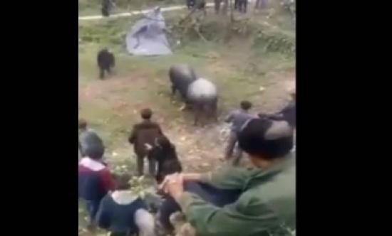 بالفيديو.. ثوران يسحقان رجلاً بين قرونهما!