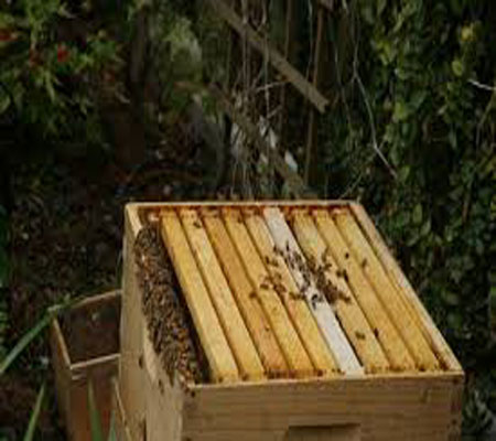 يلجأ للشرطة لاسترجاع خلايا نحل مسروقة !