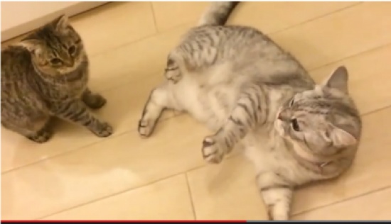 مصارعة قطط !!