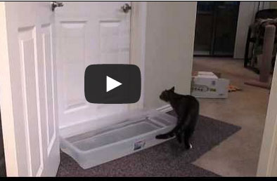 10 ملايين مشاهدة لإصرار قط وحنكته