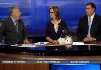 بالفيديو: أرنبان "مغرمان" يحرجان مذيعين مباشرة على الهواء