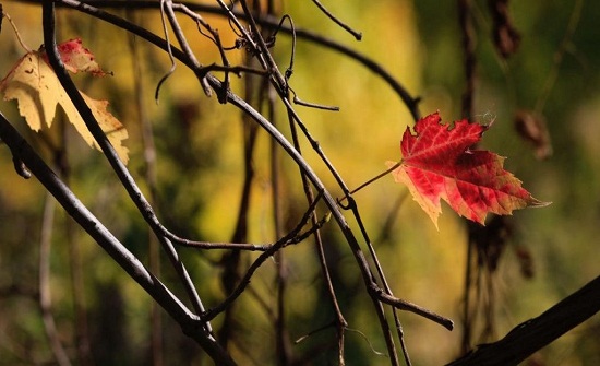 فيديو : السبت أول أيام الخريف فلكياً