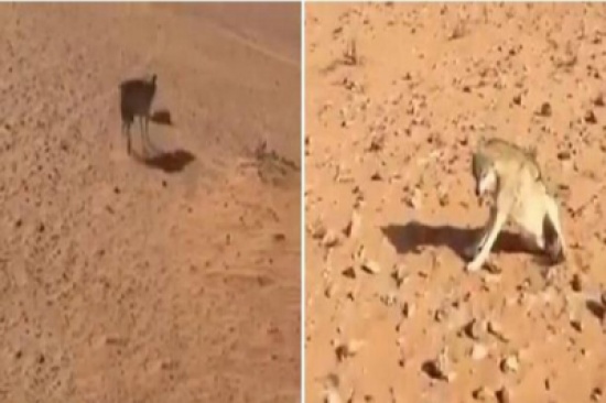 استمرت ساعات.. شاهد: كيف انتهت مطاردة سعودي لذئب افترس أغنام جاره؟