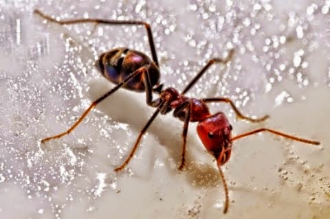 هل تعلم ماذا يحدث للنمل عندما يموت ؟