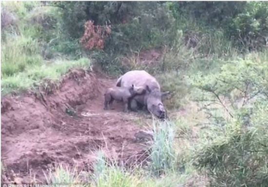 شاهد|  صور مؤثرة لصغير وحيد القرن يحاول الرضاعة من والدته المقتولة