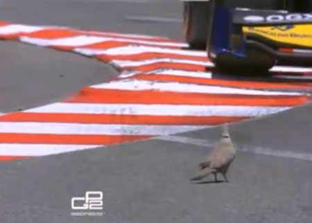 طائر ينجو من الموت في سباق سيارات