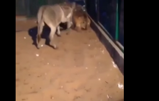 أسد يتلقى ركلة قوية من حمار !