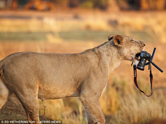 لبؤة تحمل الكاميرا وتنقل مشاهد الغابة  ( صور )