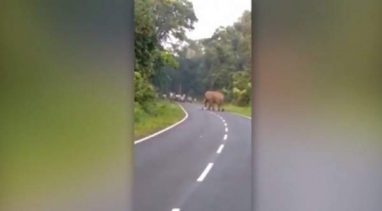 بالفيديو- حاول التقاط صورة مع الفيل.. فسحقه