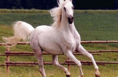 عاشق للخيل في بريطانيا يطلب لقاء حصانه قبل الوفاة عاشق للخيل في بريطانيا يطلب لقاء حصانه قبل الوفاة