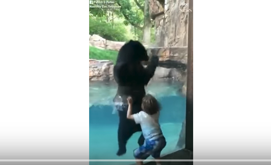 بالفيديو : "دب" يتفاعل مع طفل ويشاركه اللعب ...