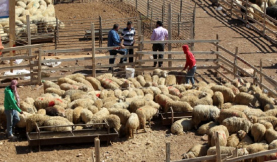 50 طبيب بيطري لفحص الاضاحي في حظائر البيع في عمان 50 طبيب بيطري لفحص الاضاحي في حظائر البيع في عمان
