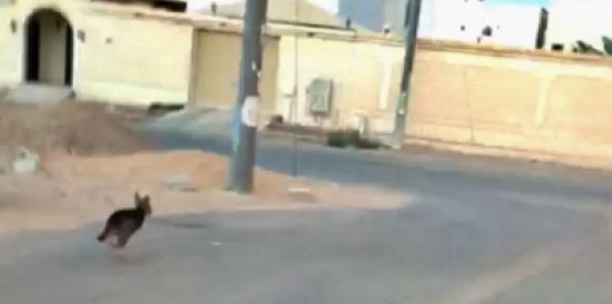 بالفيديو.. ذئب شارد يثير الرعب في مدينة سعودية