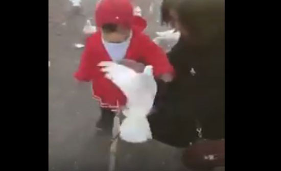 رد فعل صادم لطفلة أخذت حمامة طعامها (فيديو) رد فعل صادم لطفلة أخذت حمامة طعامها (فيديو)