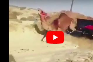 شاهد إنزال جمل من سيارة يثير جدلاً بين المتداولين